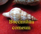 Buccinulum corneum (Euthria cornea), L.1758